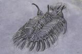 Large, Top Quality Trident Walliserops Trilobite - Timrzit, Morocco #381166-4